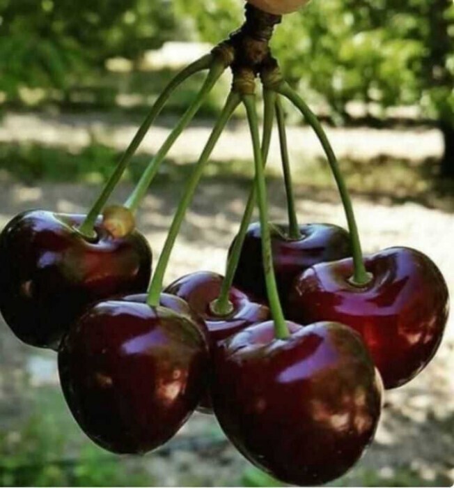 گیلاس درشت سیاه