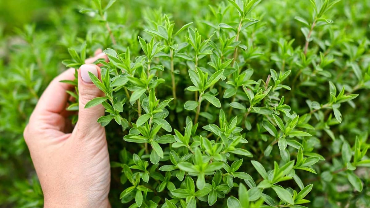آویشن کوهی تازه